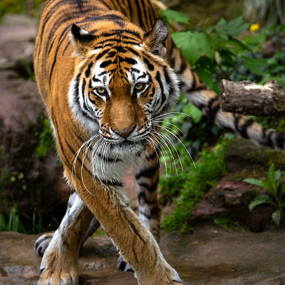 Best Tiger Safari in India