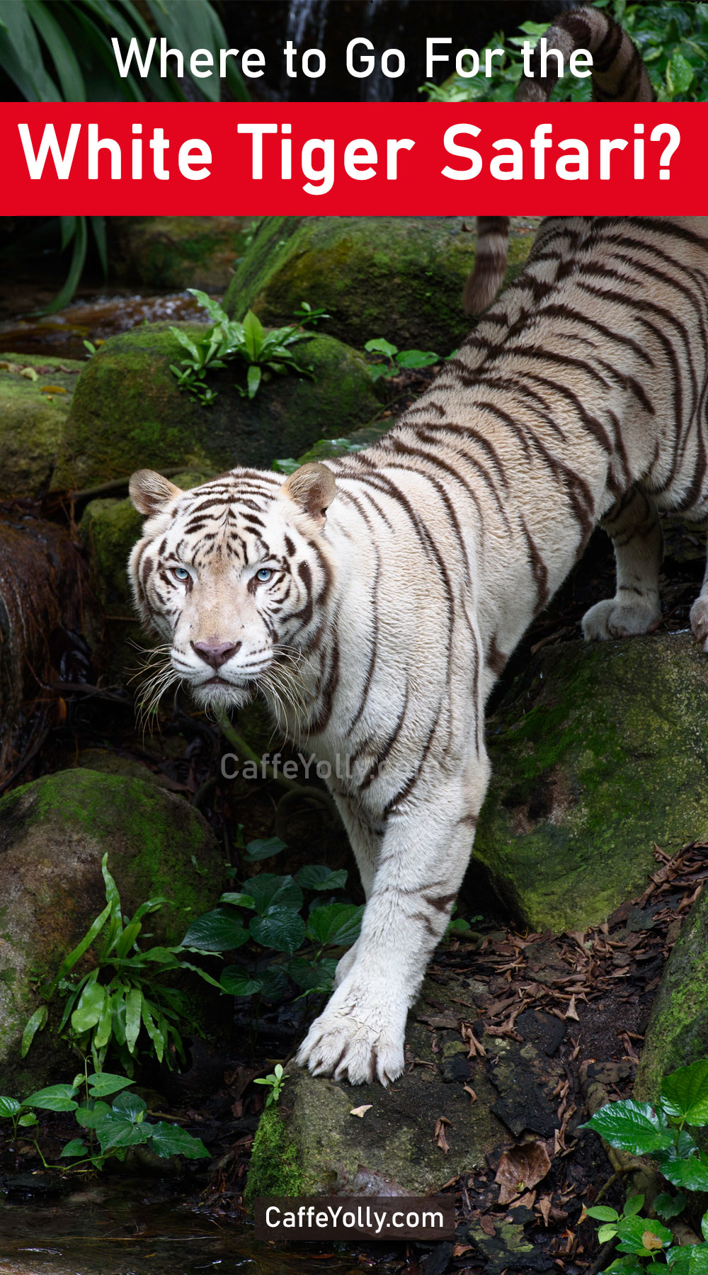 Mukundpur White Tiger Safari