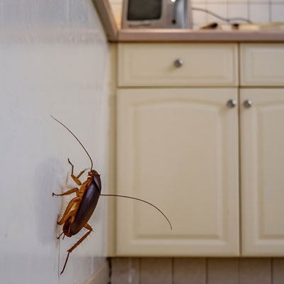 Cockroach Control