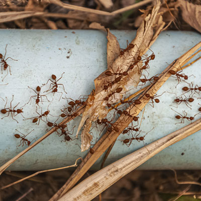 How to Get Rid of Ants Permanently?