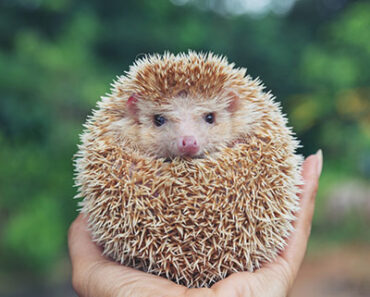Hedgehog Pet Guide: Care, Price, Lifespan and Everything a New Owner Should Know
