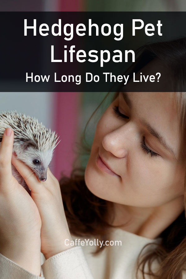 hedgehog pet lifespan