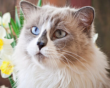 Siamese Cats: The Vocal, Intelligent Companions Every Cat Lover Should Have!