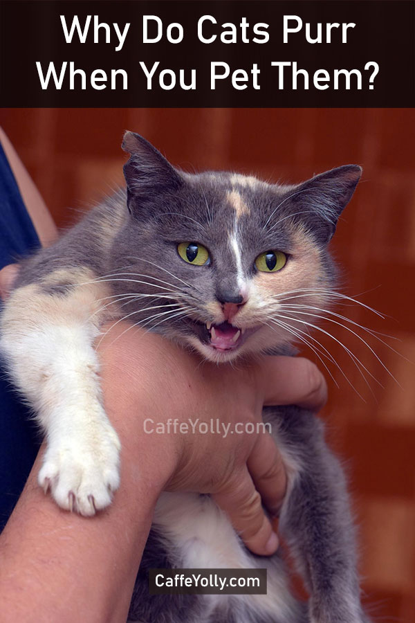 Why Do Cats Purr When You Pet Them?