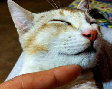 Why Do Cats Purr? The Secret Language of a Cat’s Heart